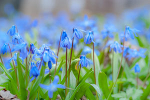 Blue scilla flowers growing in the wild
