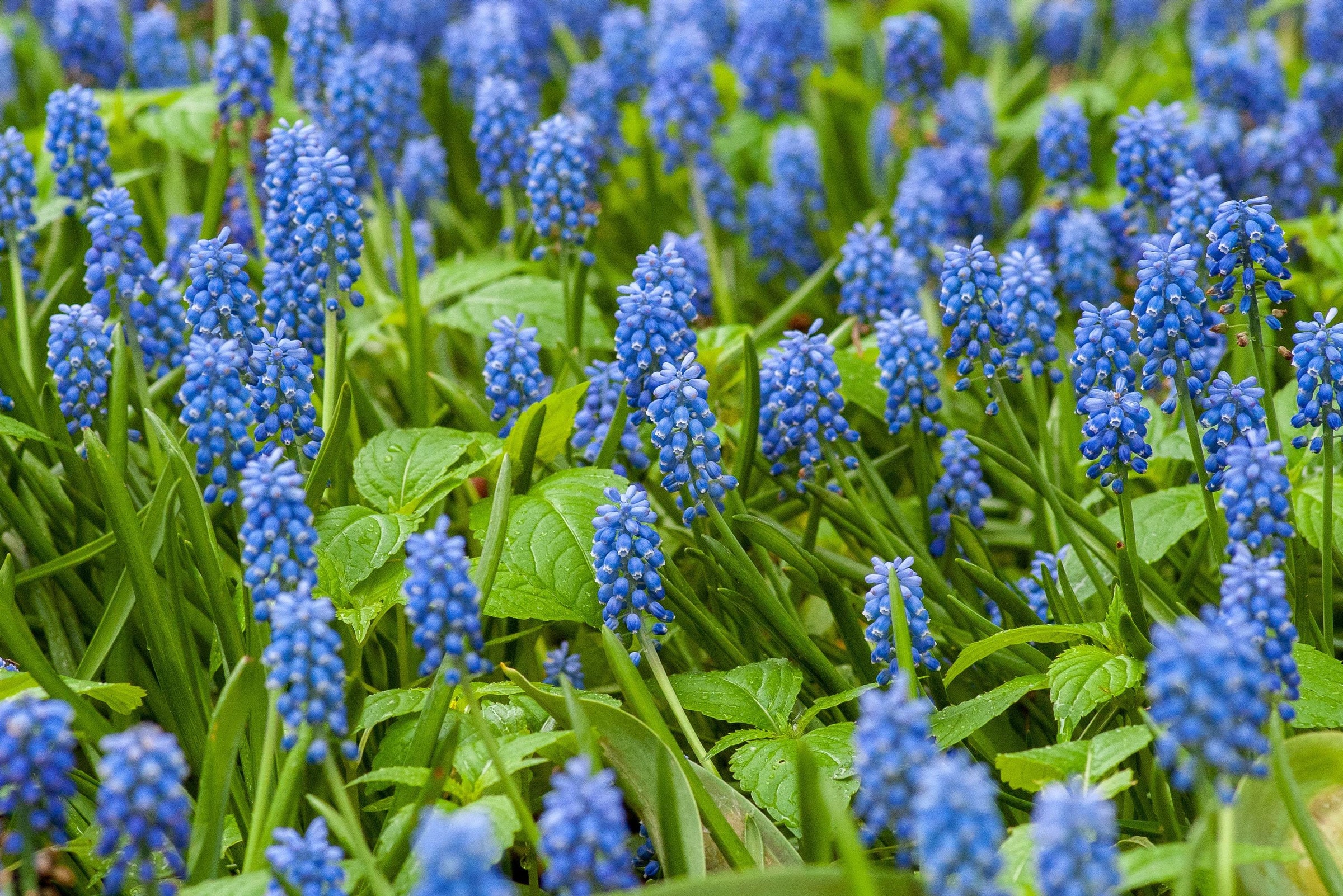 a field of blue muscari flowers