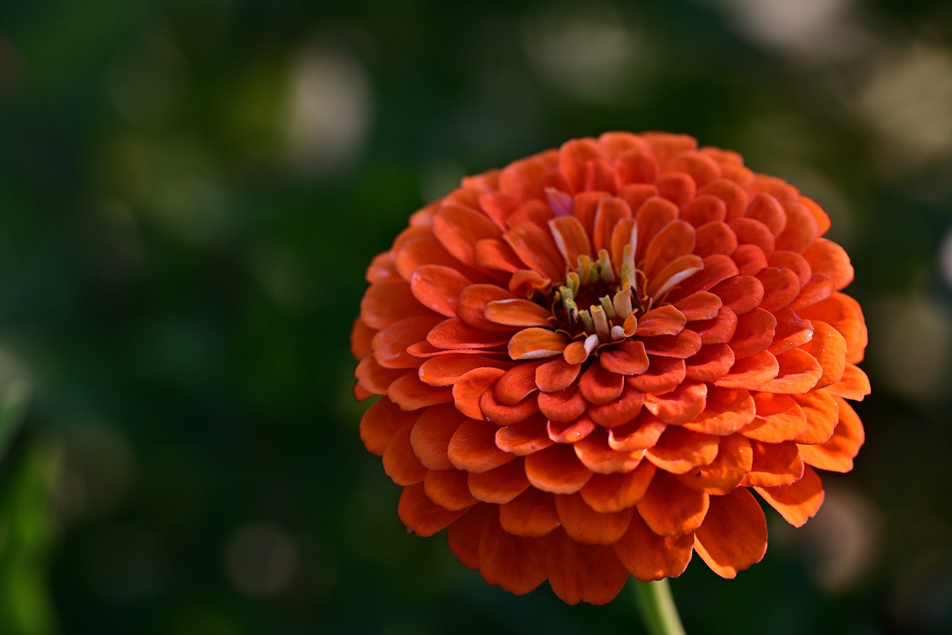 Zinnia Seeds