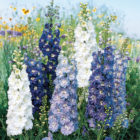 Delphinium Fantasia Mix - Burpee Seeds