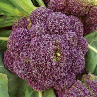 Broccoli Early Purple International - Aimers Seeds