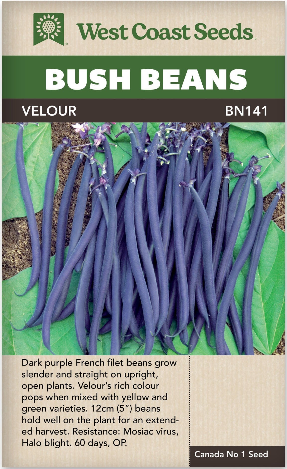 Bean Velour Bush - West Coast Seeds