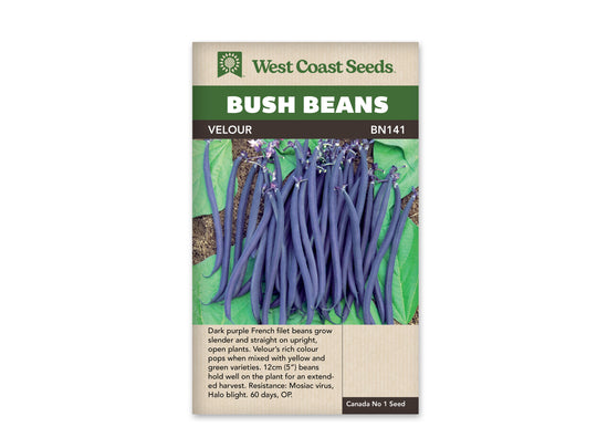 Bean Velour Bush - West Coast Seeds