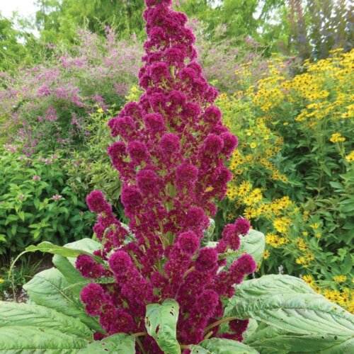 Amaranth Red Garnet International - Aimers Seeds