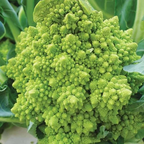 Cauliflower Romanesco International - Aimers Seeds