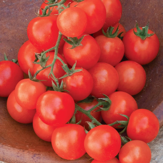 Organic Tomato Sweetie - Burpee Seeds