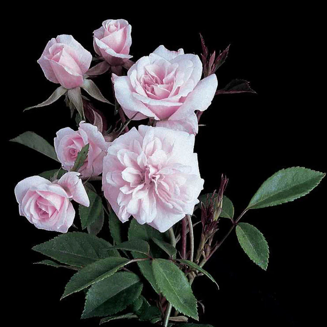 Cecile Brunner - Weeks Rose
