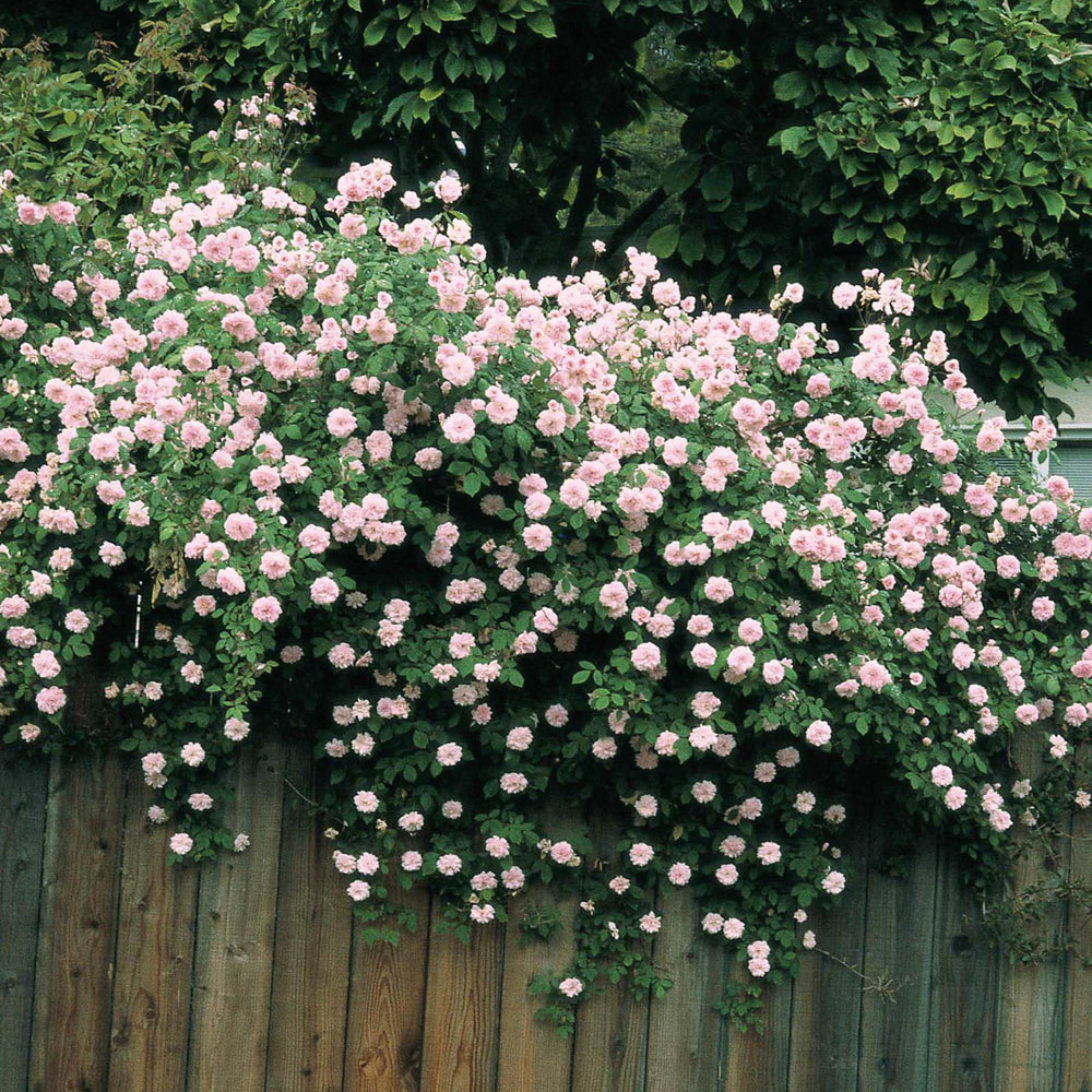 Cecile Brunner - Weeks Rose