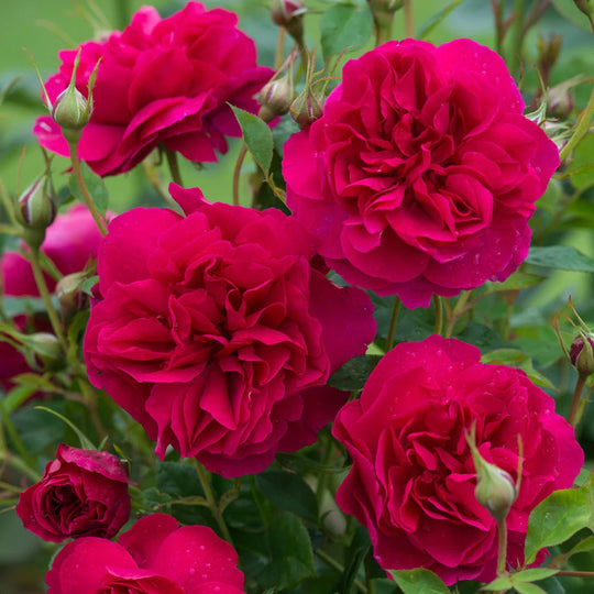 Thomas À Becket - David Austin Rose