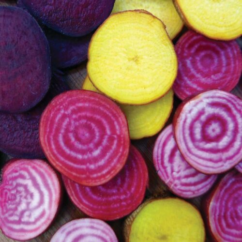 Beet Rainbow Blend International - Aimers Seeds