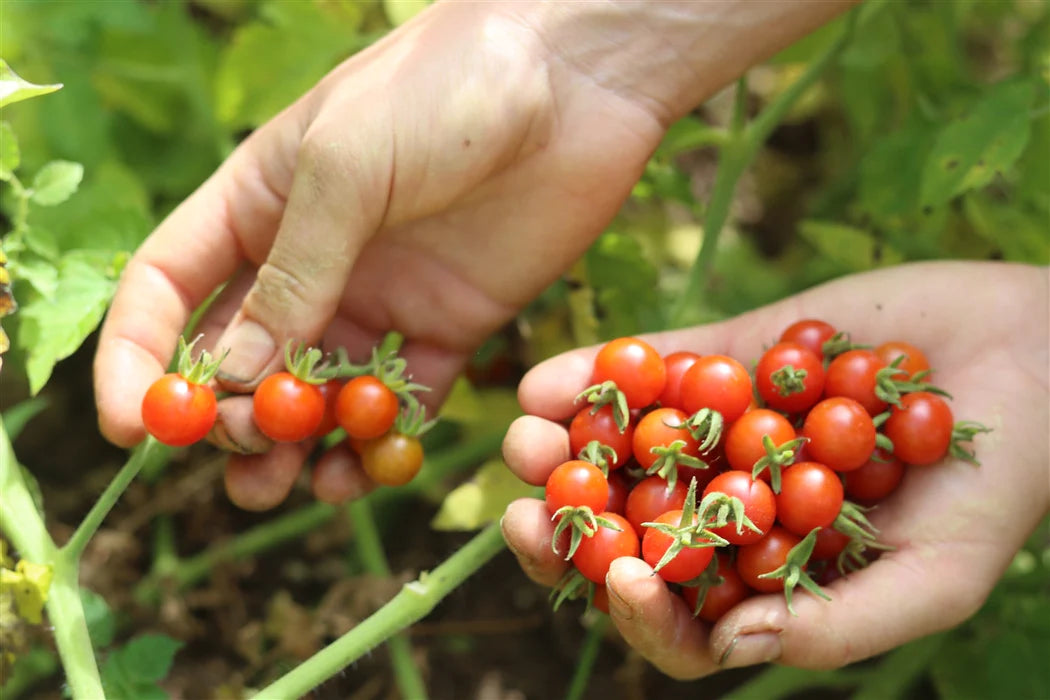 Tomato Chiapas Wild Ancient - Eagleridge Seeds