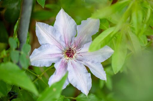 Clematis The First Lady
