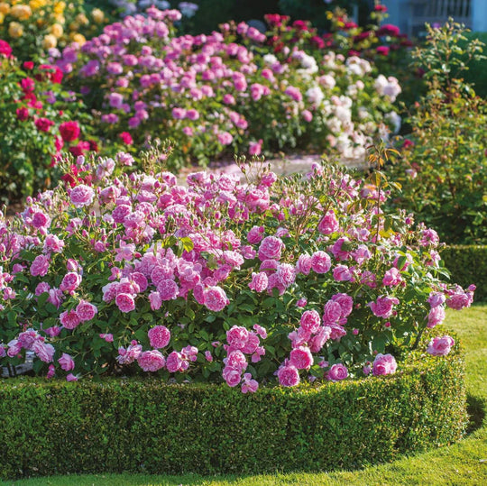 Harlow Carr - David Austin Rose