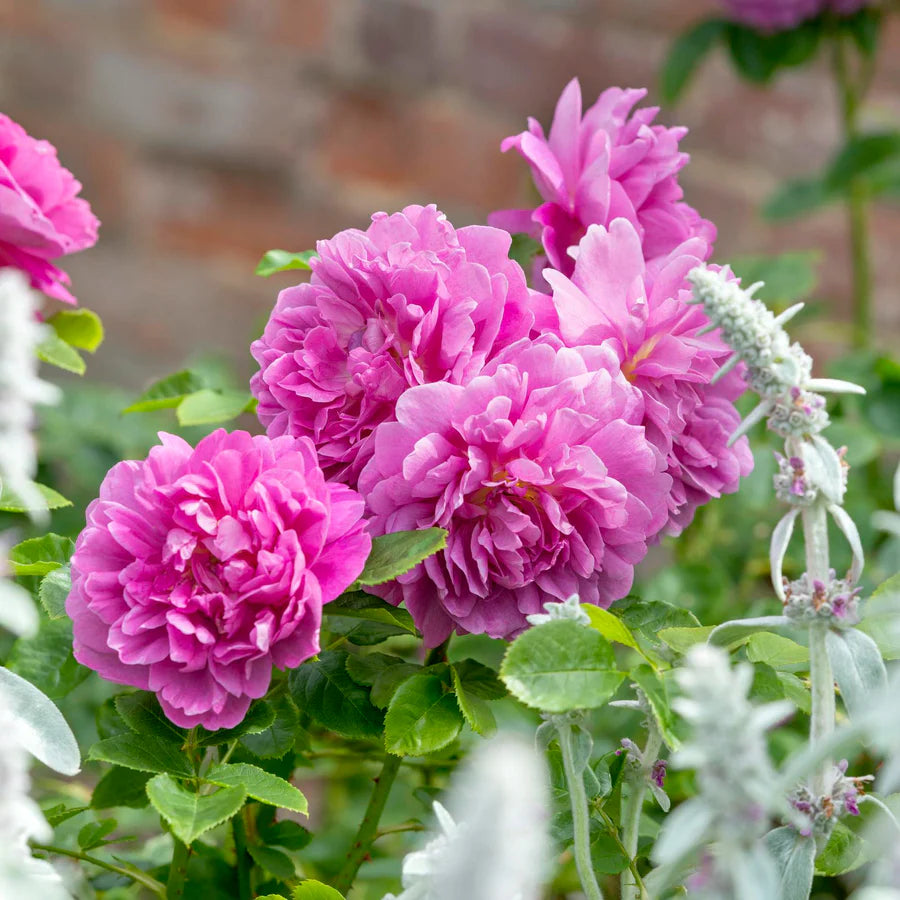 Princess Anne - David Austin Rose