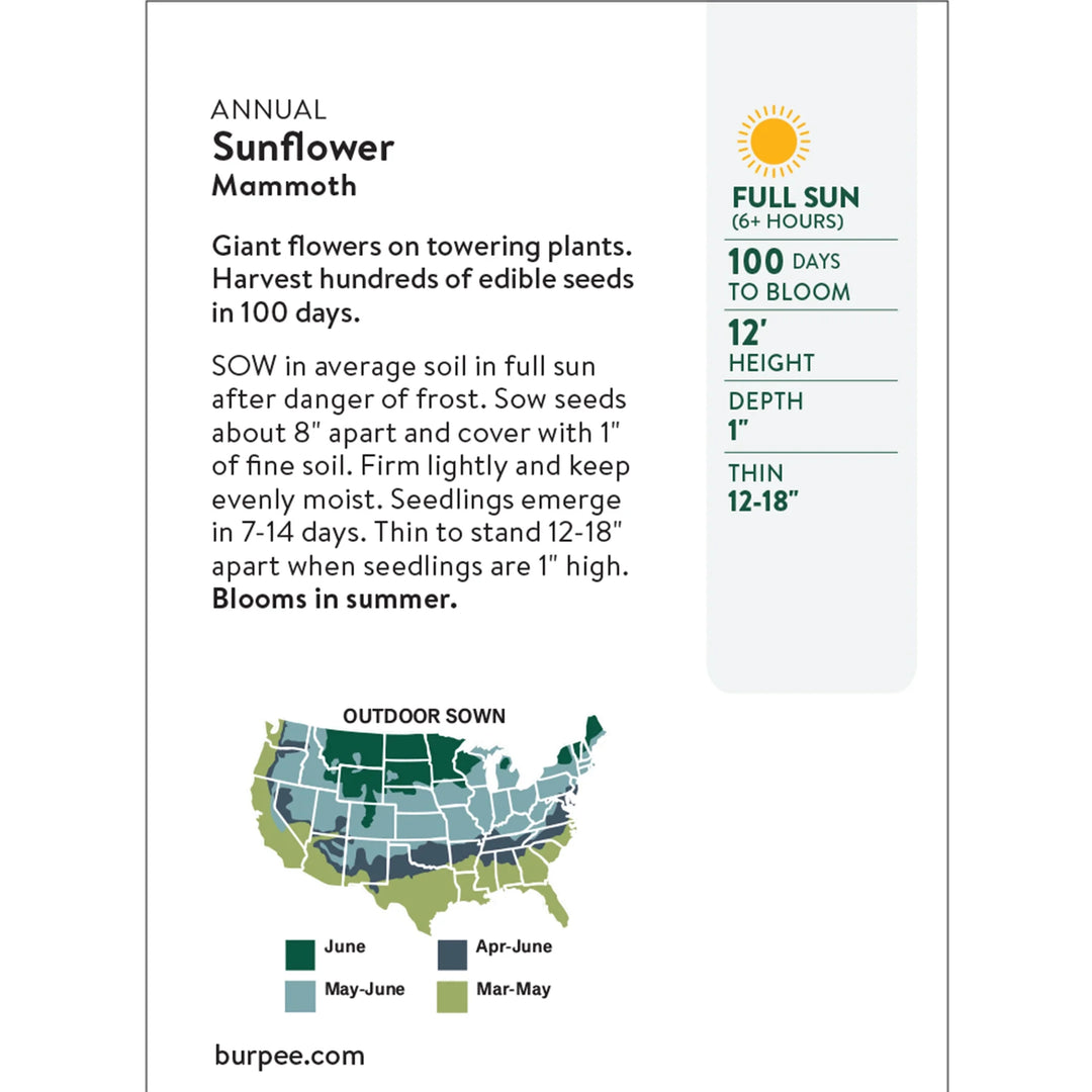 Organic Sunflower Mammoth - Burpee Seeds