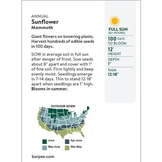Organic Sunflower Mammoth - Burpee Seeds