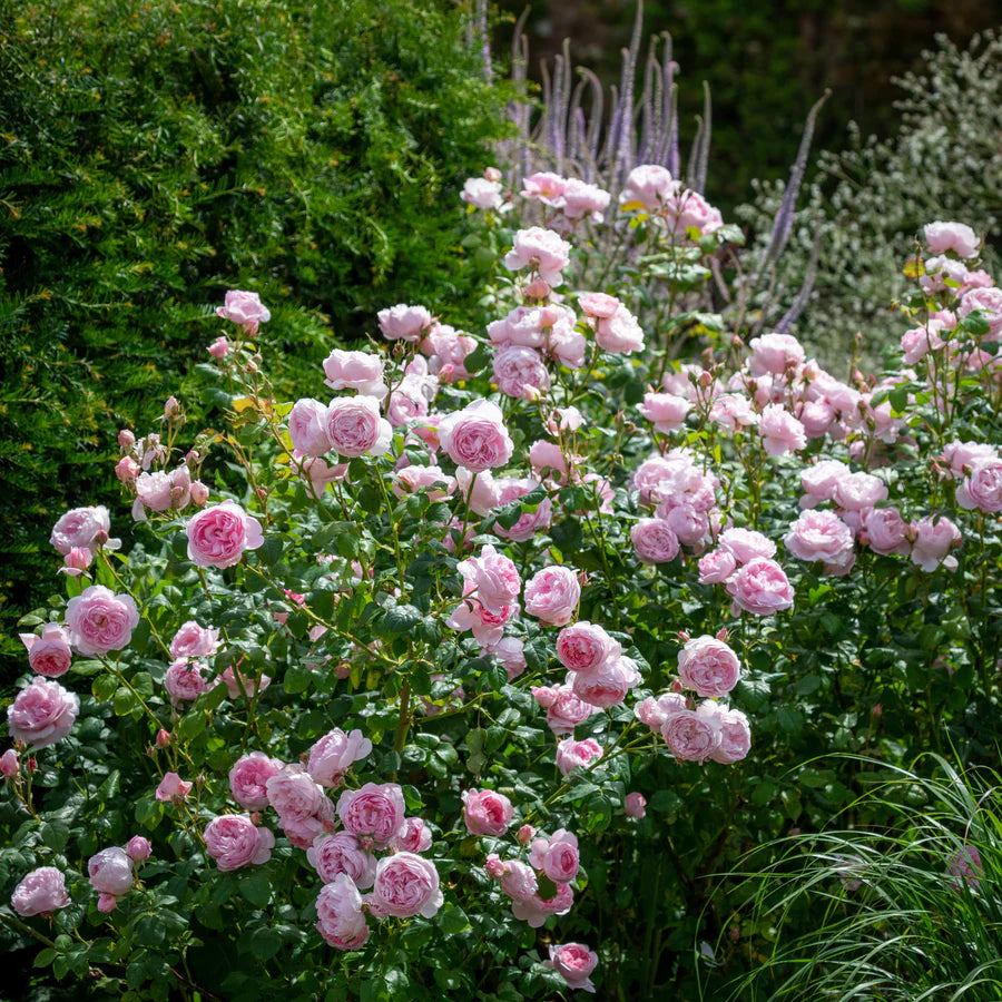 Scepter'd Isle - David Austin Rose