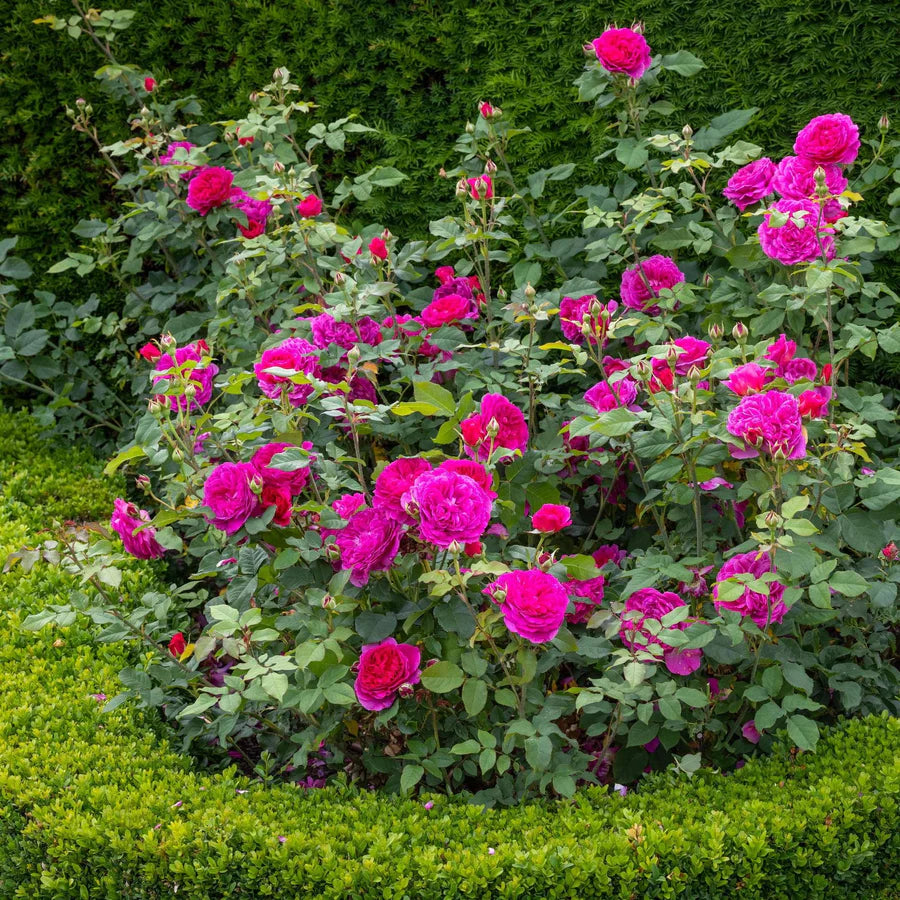 Gabriel Oak - David Austin Rose