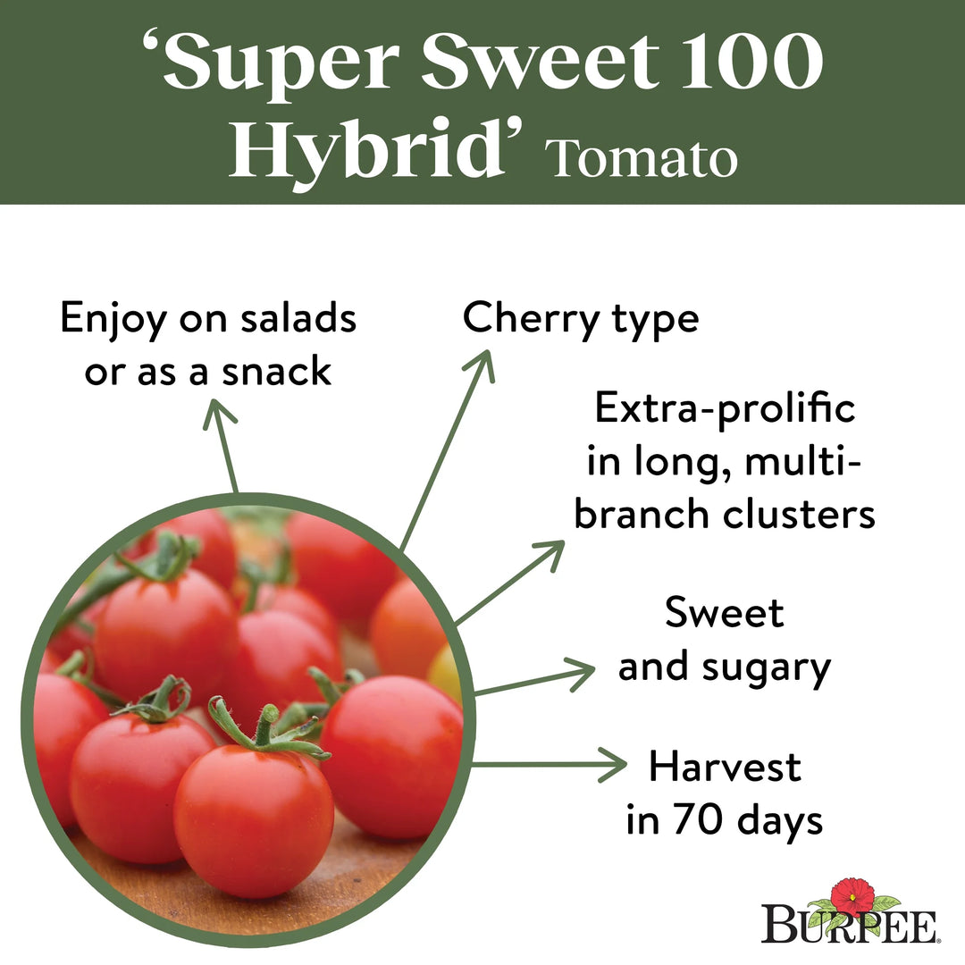 Tomato Super Sweet 100 - Burpee Seeds
