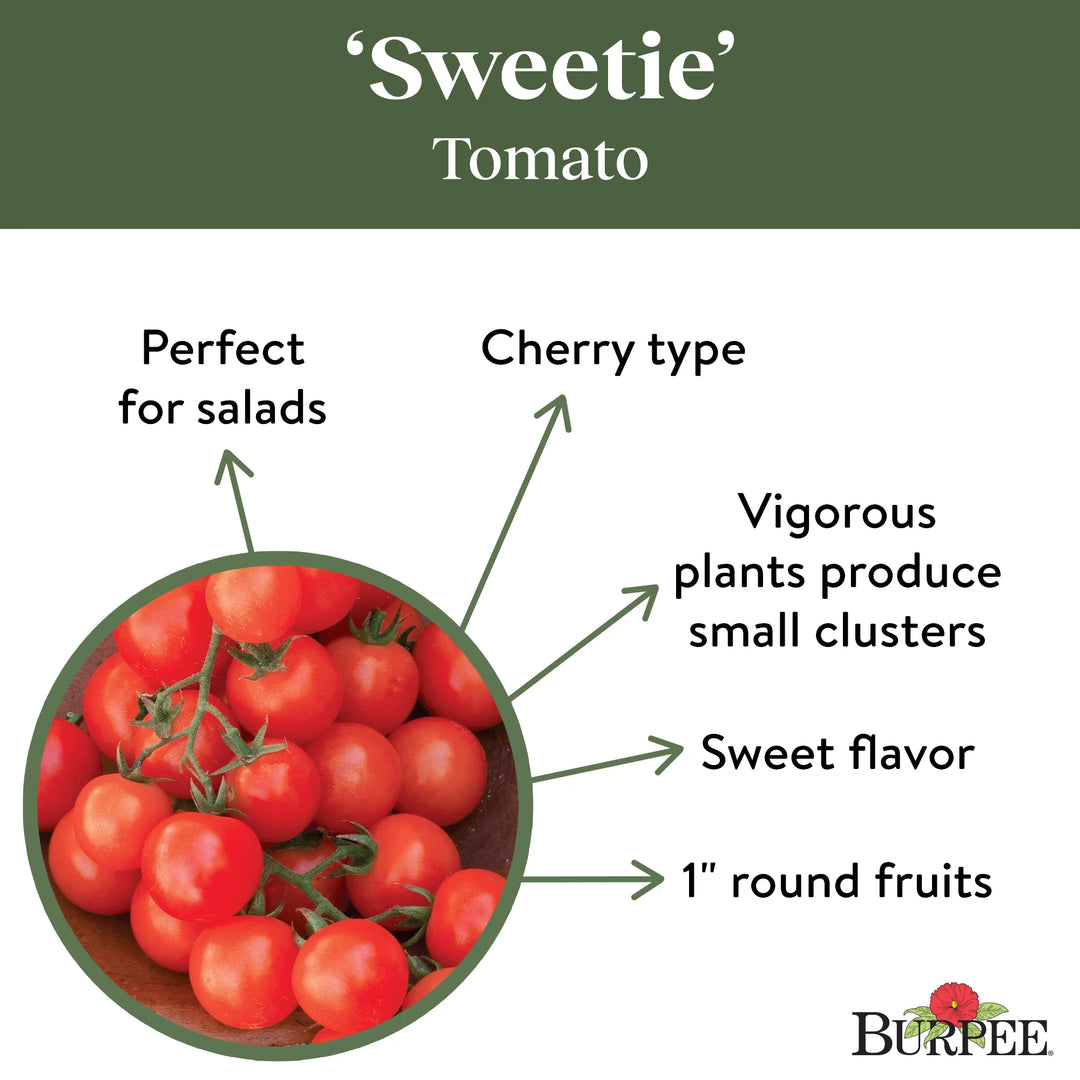 Organic Tomato Sweetie - Burpee Seeds