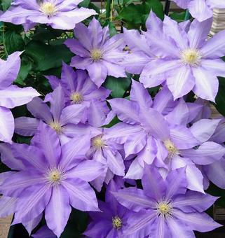 Clematis Vancouver Sea Breeze
