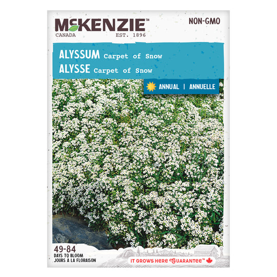 Alyssum Carpet of Snow - McKenzie Seeds