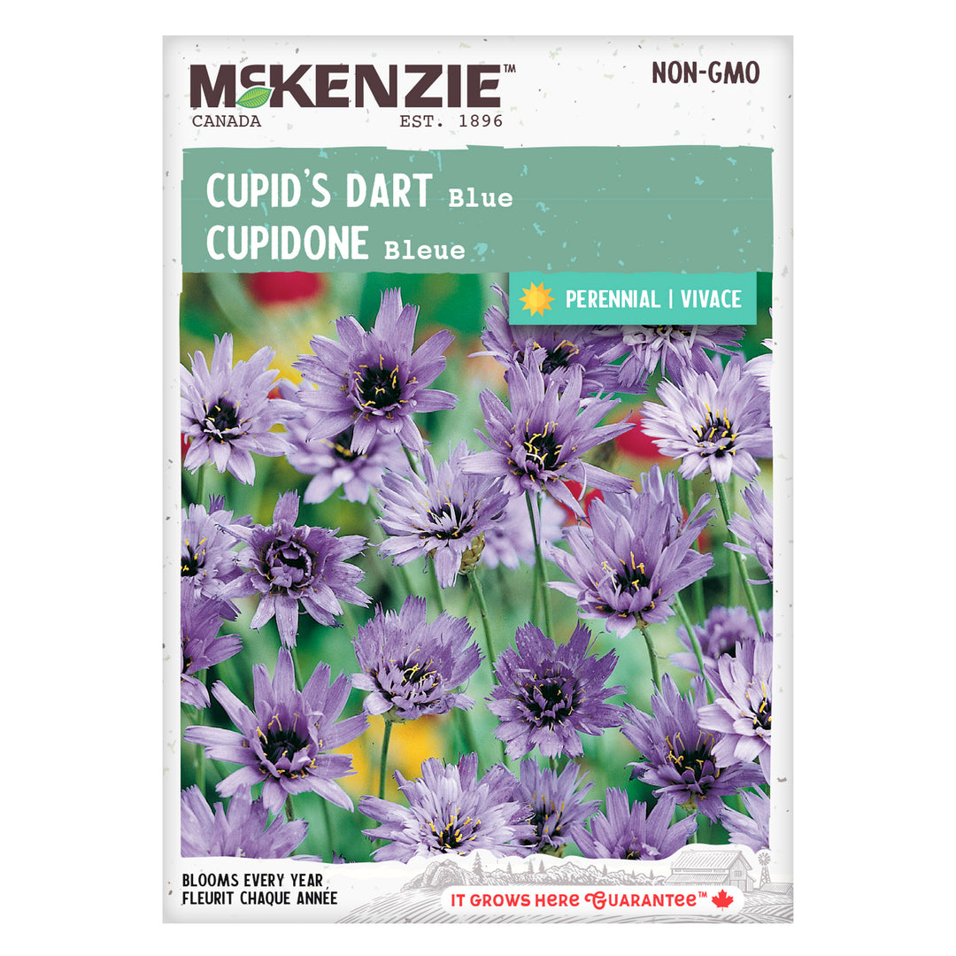 Cupid's Dart Blue - McKenzie Seeds