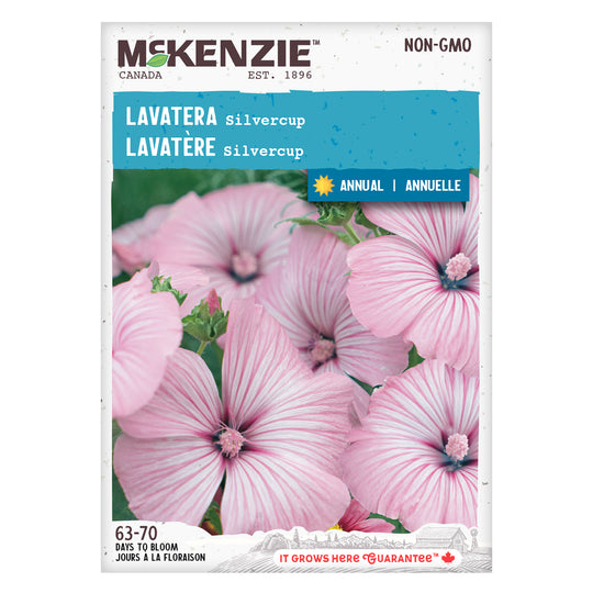 Lavatera Silvercup - McKenzie Seeds