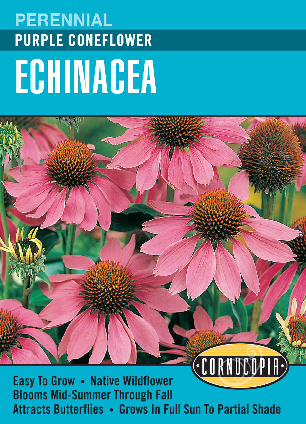 Echinacea Purple Coneflower - Cornucopia Seeds