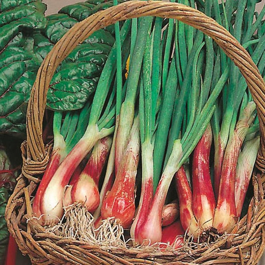 Onion (Spring) North Holland Blood Red - Mr. Fothergill's Seeds