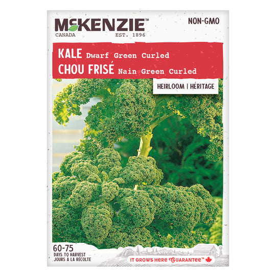 Kale Dwarf Green Curled - McKenzie Seeds