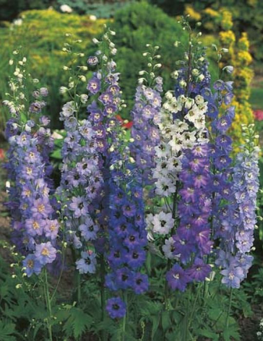 Delphinium Pacific Giants - Mr. Fothergill's Seeds