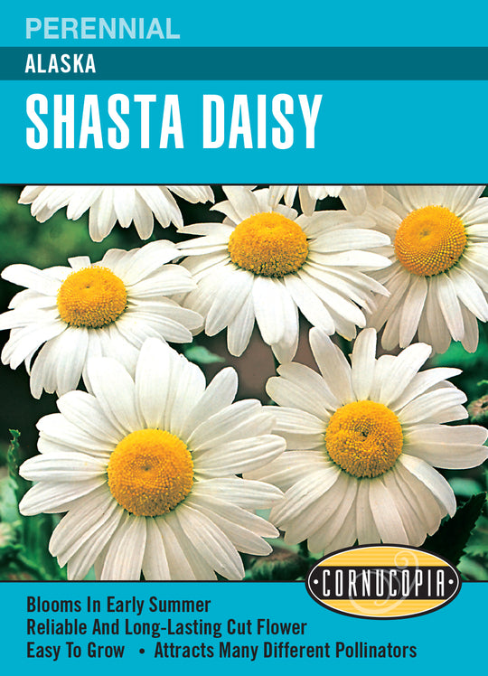 Shasta Daisy Alaska - Cornucopia Seeds