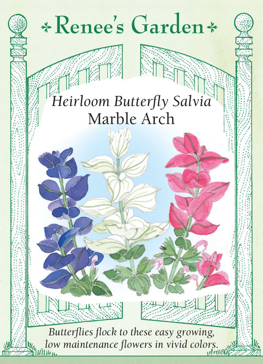 Salvia Marble Arch - Renee's Garden