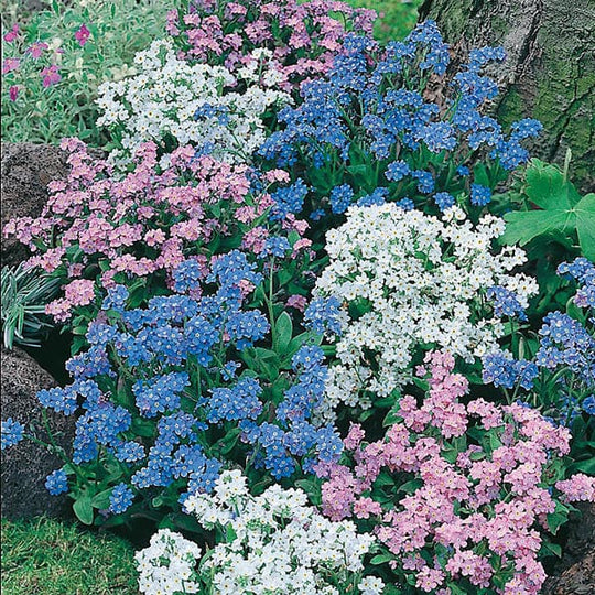 Forget-Me-Not Mixed - Mr. Fothergill's Seeds