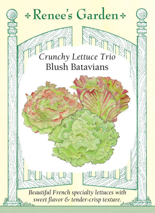 Lettuce Blush Batavians - Renee's Garden