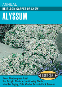 Alyssum Carpet of Snow - Cornucopia Seeds