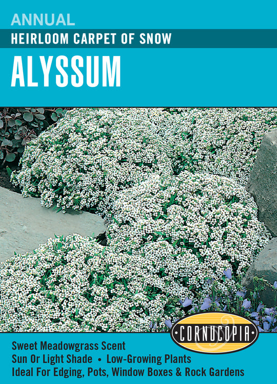 Alyssum Carpet of Snow - Cornucopia Seeds