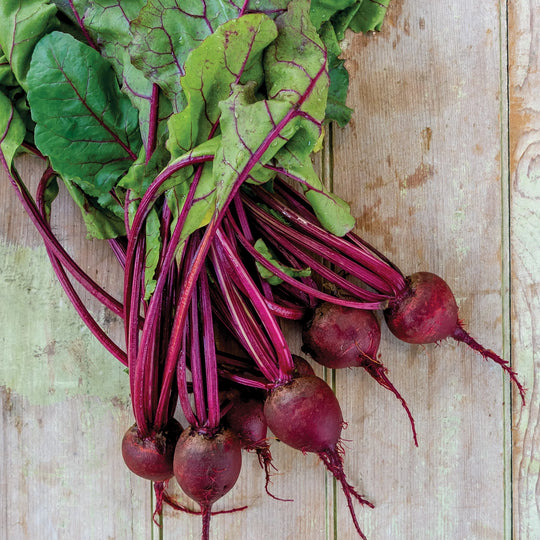 Organic Beet Detroit Dark Red - Burpee Seeds