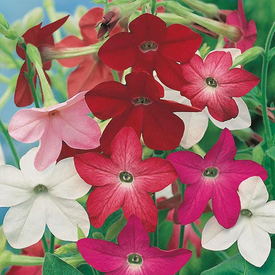 Nicotiana Sensation Mixed Seeds - Mr. Fothergill's Seeds