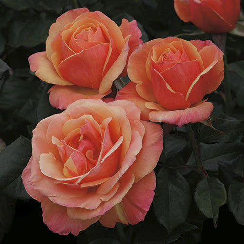 Anna's Promise - Weeks Rose