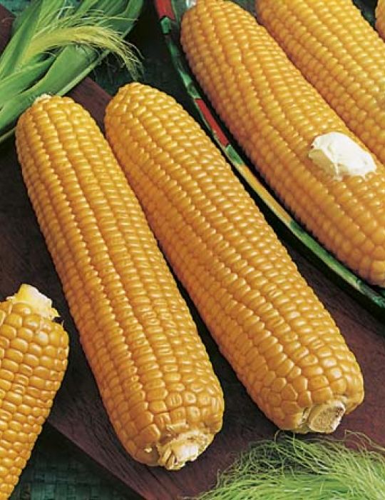 Corn (Sweet) Ovation F1 - Mr. Fothergill's Seeds