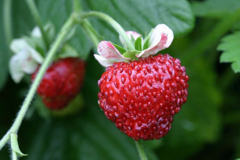 Alpine Strawberry Mignonette - Ontario Seed Company