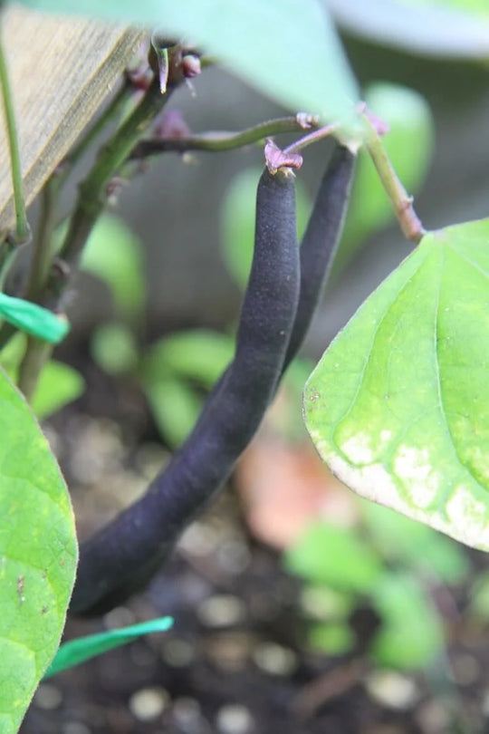 Beans Royal Burgundy Jumbo - Ontario Seed Company