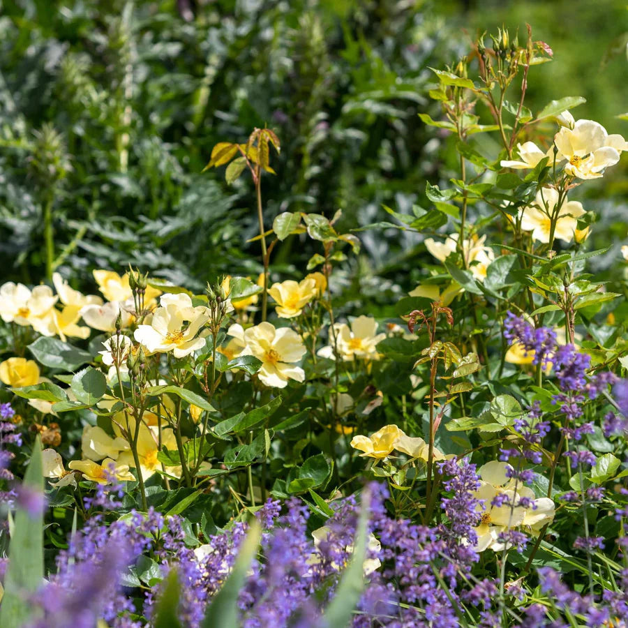 Tottering By Gently - David Austin Rose