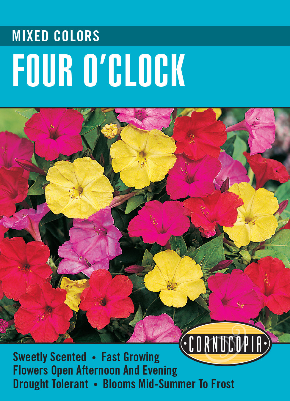 Four O'Clock Mixed Colours - Cornucopia Seeds