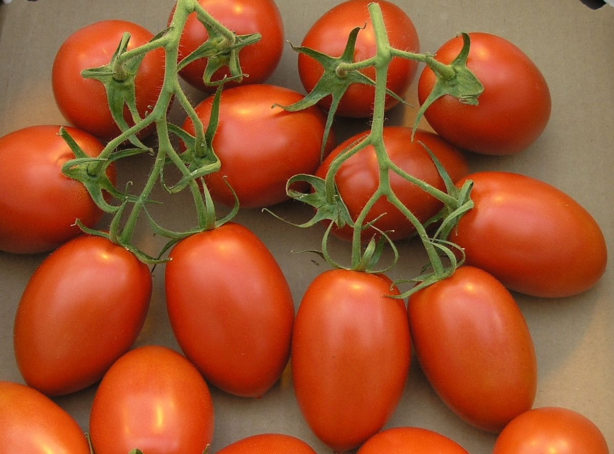 Tomato Cherry Roma - Eagleridge Seeds