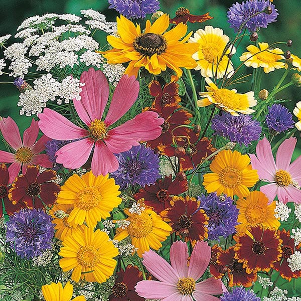 Mixed Cut Flowers - Mr. Fothergill's Seeds