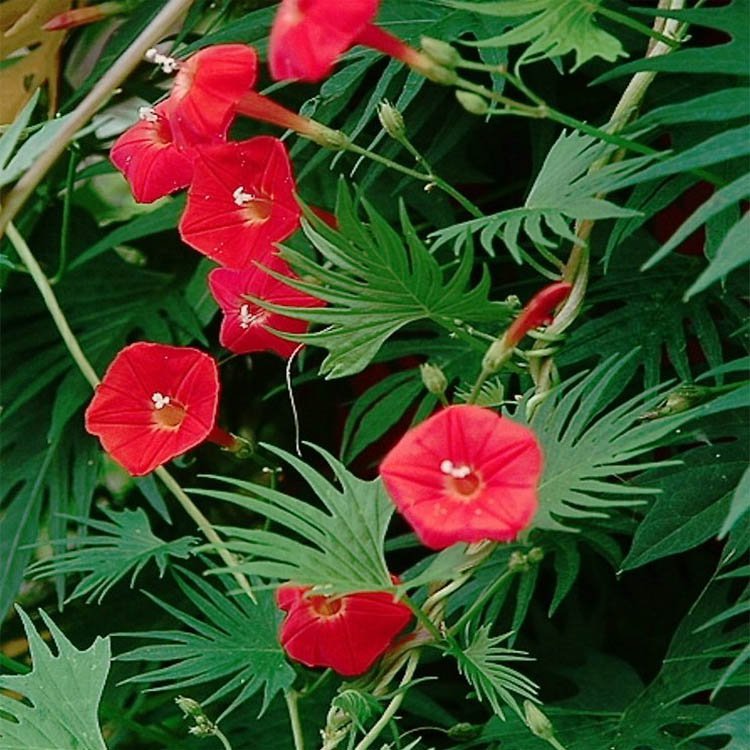 Cardinal Climber - Ontario Seed Company