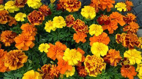 Marigold Dwarf French Petite Mixed - Ontario Seed Company
